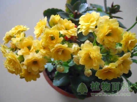 長壽花