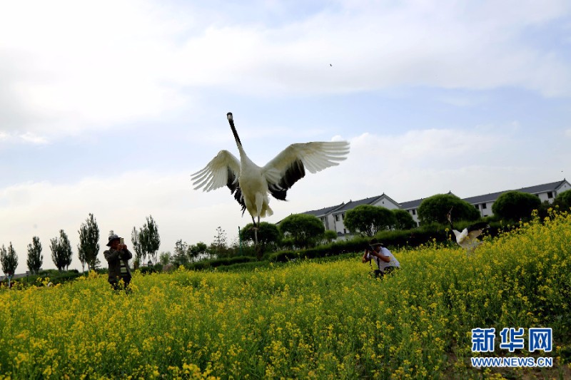 甘肃张掖:确认过眼神 丹顶鹤"恋"上油菜花