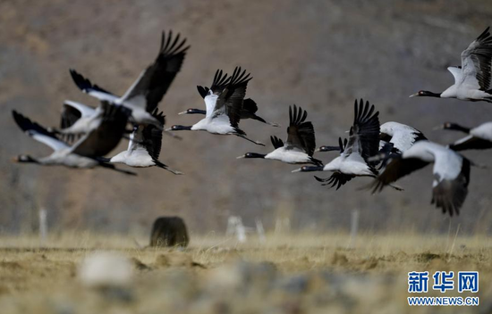   黑颈鹤在自然保护区里飞翔（2021年1月3日摄）。