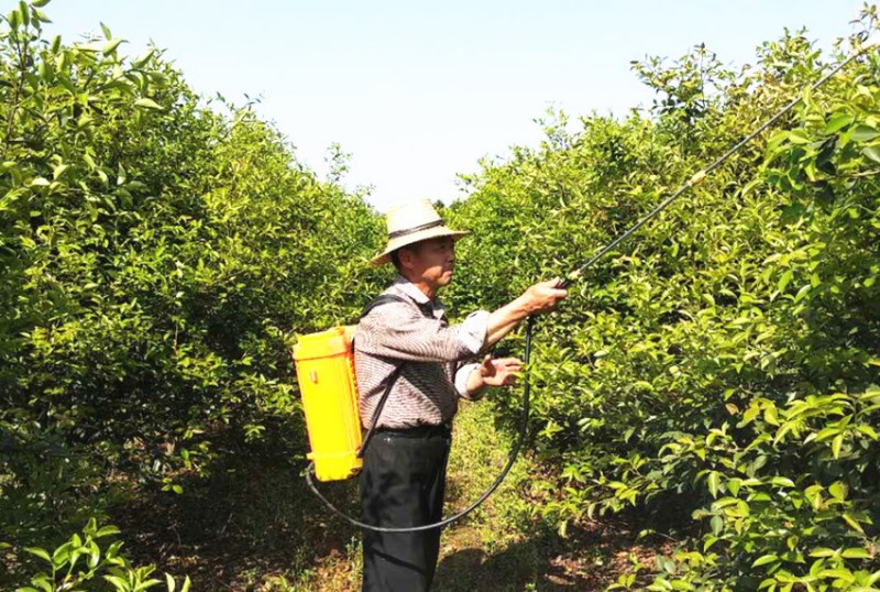 实地查看分析油茶病虫害危害情况,现场为林农配制农药,指导喷洒