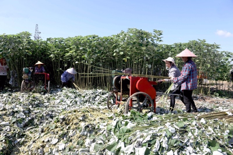 眼下正是苎麻成熟收割旺季,新余市林农抢抓晴好天气,发挥农机技术