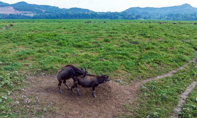 11  2023年6月24日清晨，四川省南充市蓬安县相如镇油房沟村嘉陵江太阳岛上，两头水牛在交配。