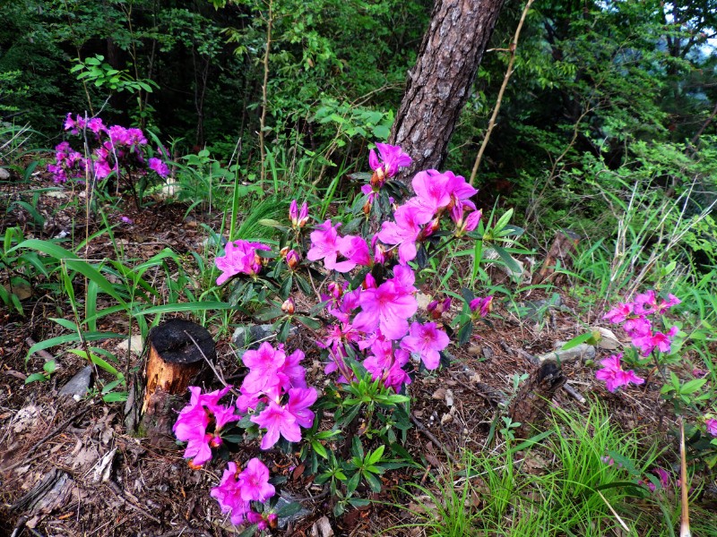 锦绣杜鹃Rhododendron × pulchrum___大别山-云山龙_2015-5-17