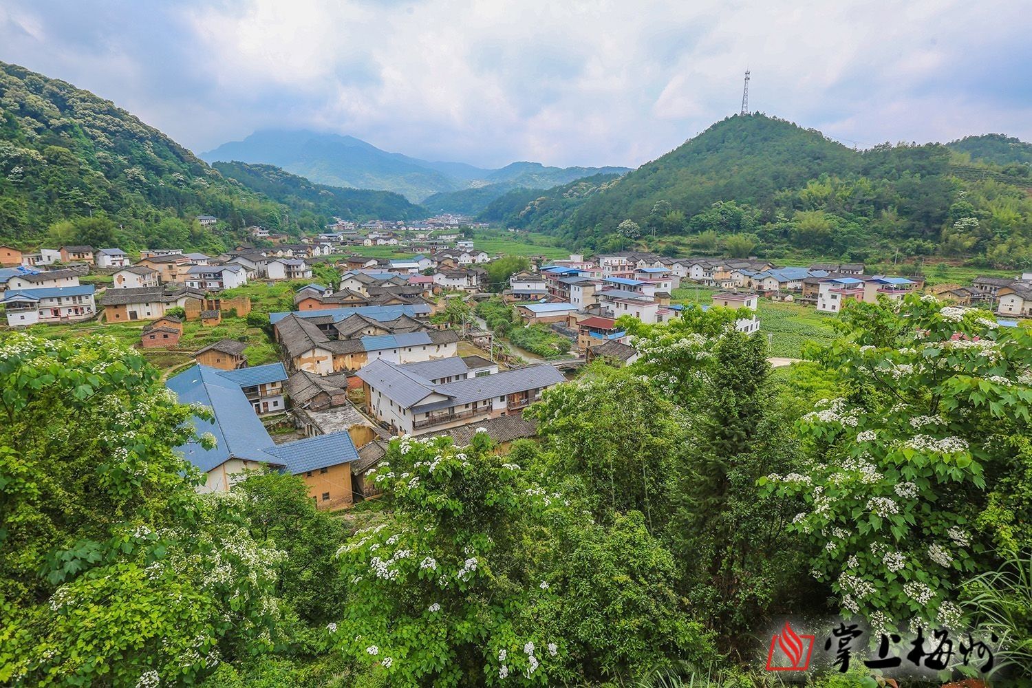 梅州:油桐花开"雪"纷飞!快到蕉岭皇佑村来一场灿烂的邂逅吧