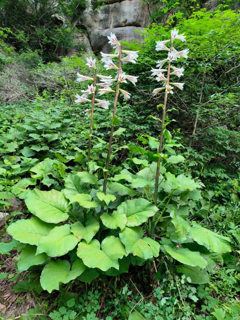 蕎麥葉大百合圖片2