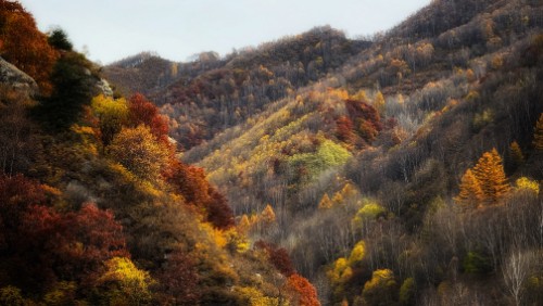 綠染圣地織錦繡——走進(jìn)最美林區(qū)之五臺(tái)林局