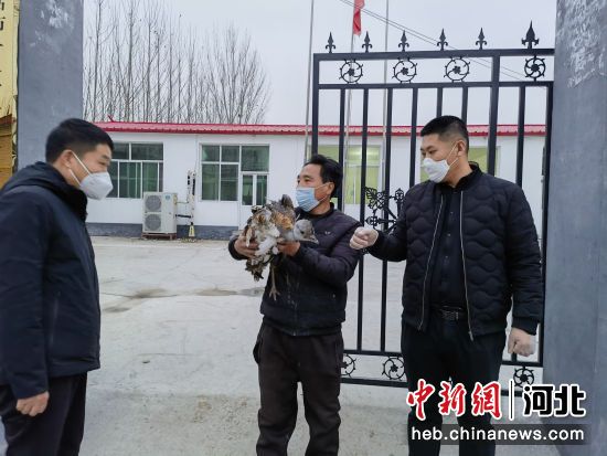 工作人員準備將波斑鴇送至高碑店市野生動物園救治。 喬玉廣