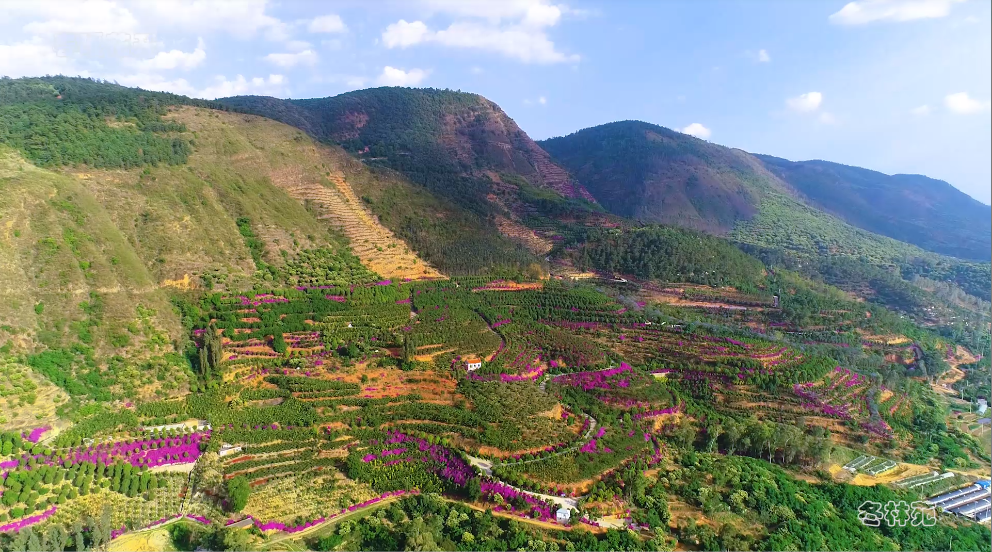 冬林苑荒山治理