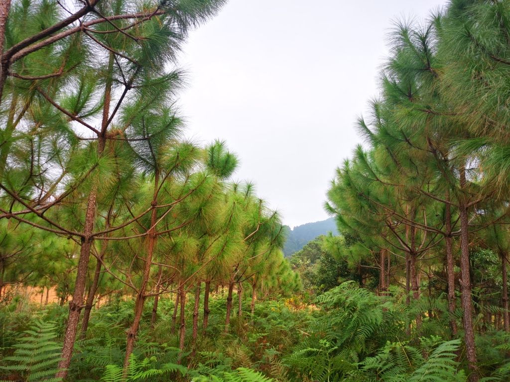 非均勻密度造林圖片1