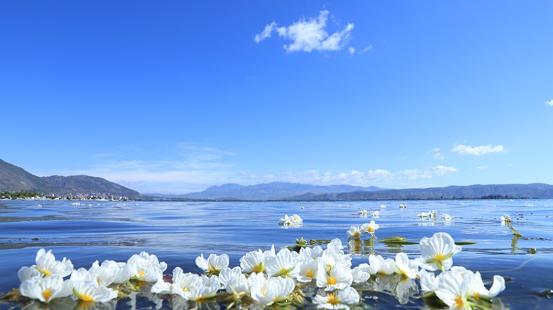 成片的海菜花在洱海水面盛放 楊繼培 攝