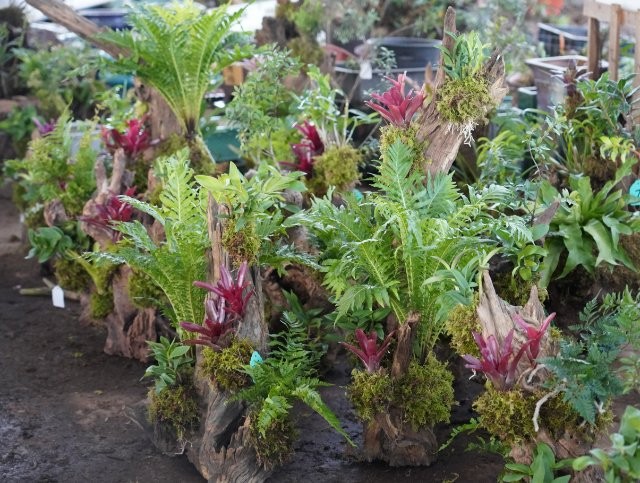 綠植產品 (3).JPG