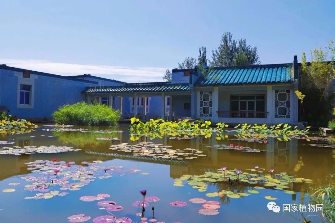 国家植物园水生植物展示区全新亮相 - 关注森林