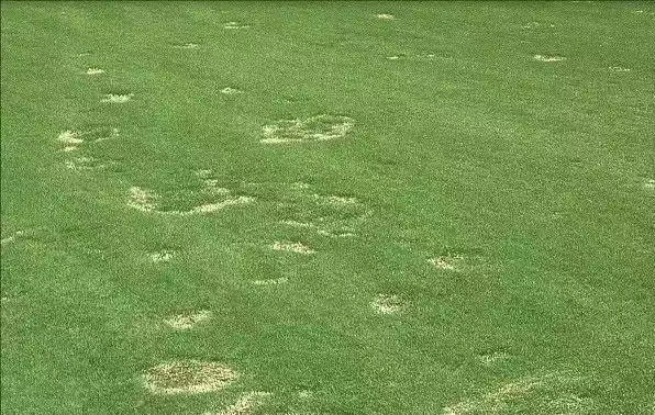 大国手之扬州论枰