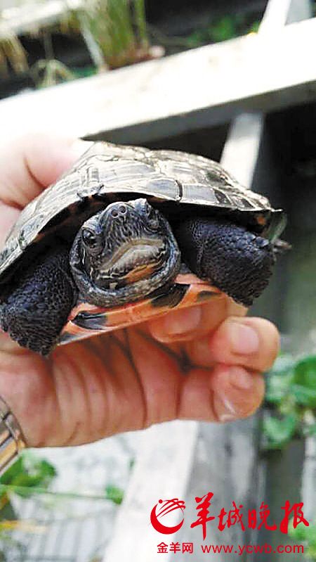 黑颈龟臭不可闻被称臭龟如今价比黄金10万一只(图)