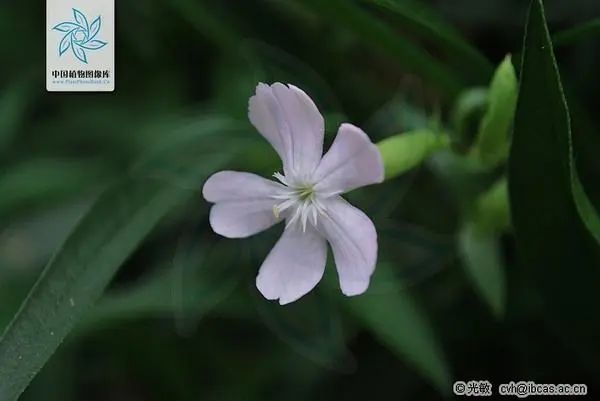 游览国家植物园——72.认识植物:石碱花 - 关注森林