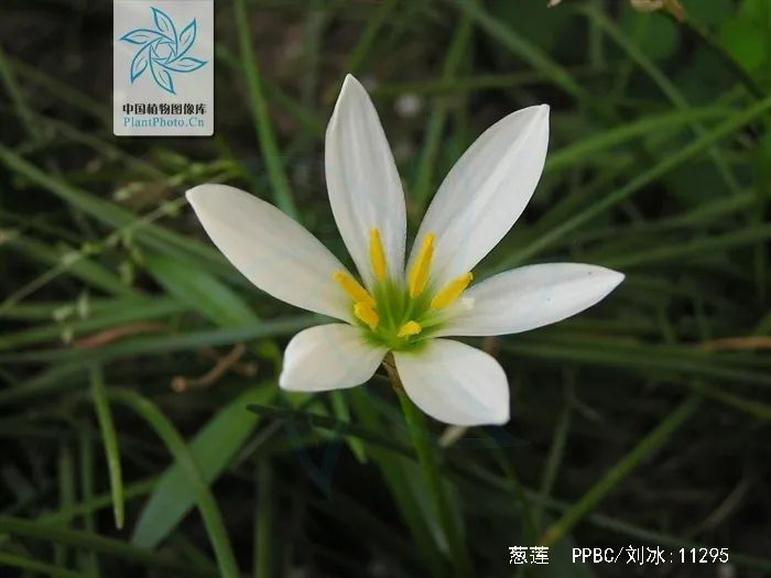 游览国家植物园——109.认识植物:葱兰 - 关注森林