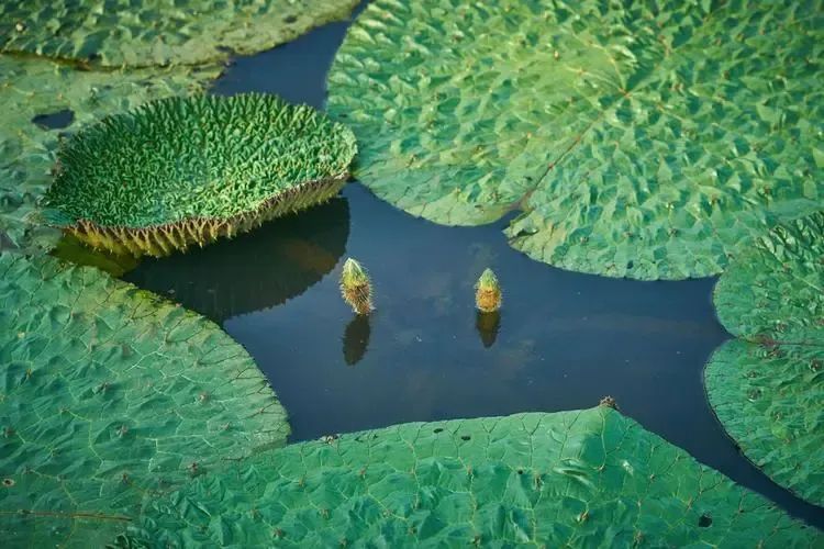 游览国家植物园——118.认识植物：芡实 - 关注森林