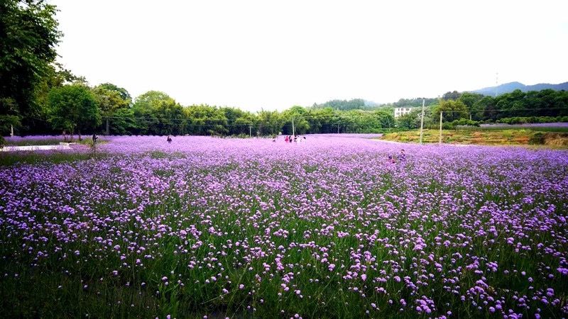 龙南市龙南镇畲族村的紫色花海