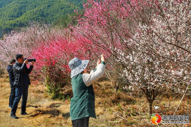 连日来,气温回升,全南县南迳镇黄云村梅园基地的梅花竞相开放,香气