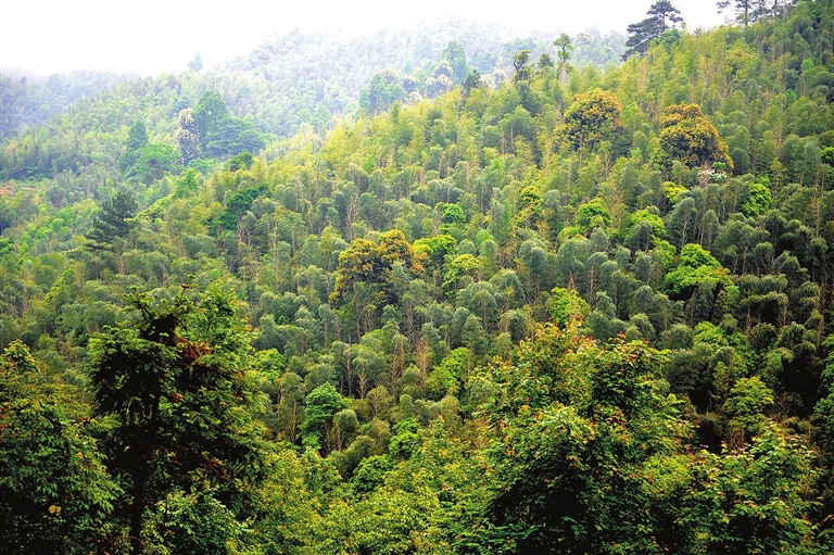 厚植生态底色 建设美丽赣州 - 关注森林