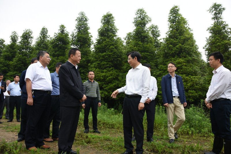 江西省副省长陈小平到吉安市调研珍贵树种工作