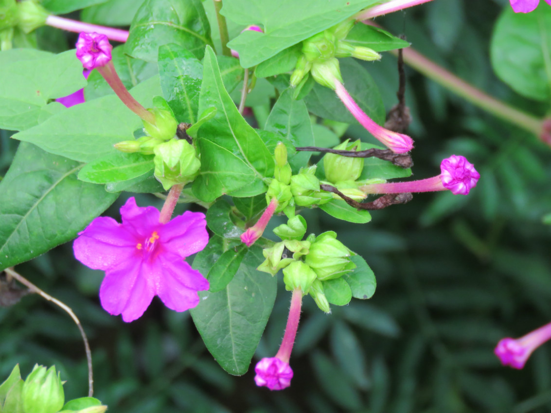 属名:紫茉莉属科名:紫茉莉科别名:胭脂花,夜饭花中文学名:紫茉莉