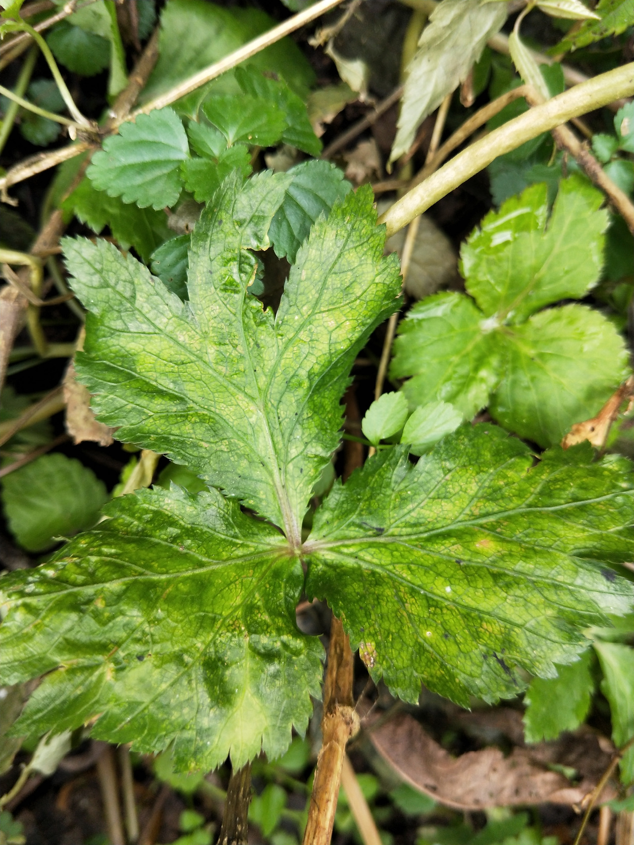 后河鸭儿芹1