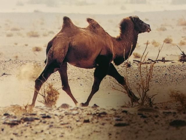新疆野骆驼保护协会利用中秋假期举行座谈