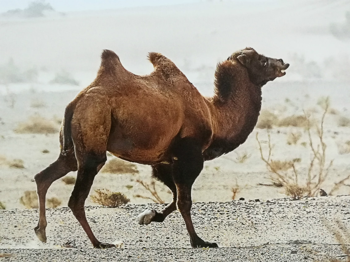 野骆驼 赋