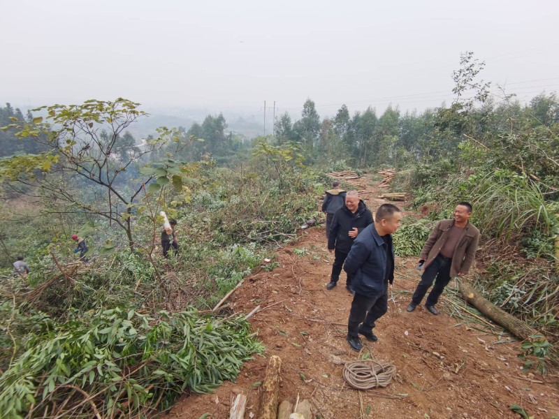 方洞鎮(zhèn)督導(dǎo)林木采伐和油茶種植工作