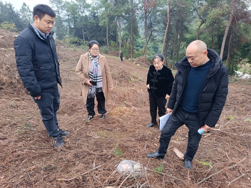 森防站會同相關(guān)股室抽查潮河鎮(zhèn)2023年度松材線蟲病枯死松樹除治情況。