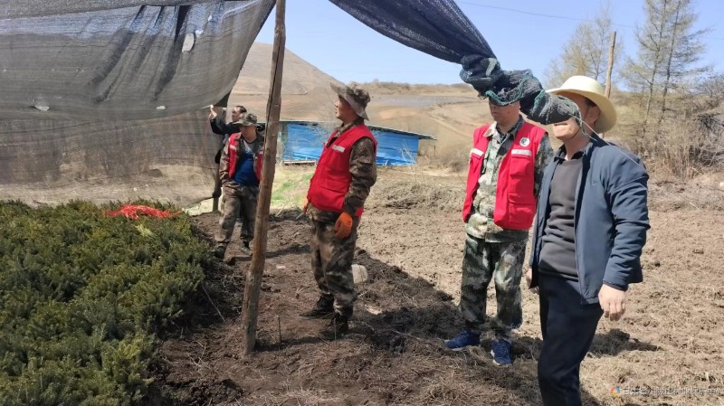省小陇山林业保护中心黑虎林场造林假植苗木现场 - 关注森林