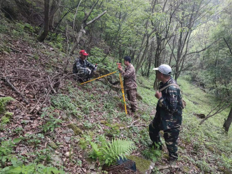 省小陇山林业保护中心百花林场开展森林抚育样地调查 - 关注森林