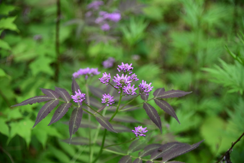 紫花碎米薺