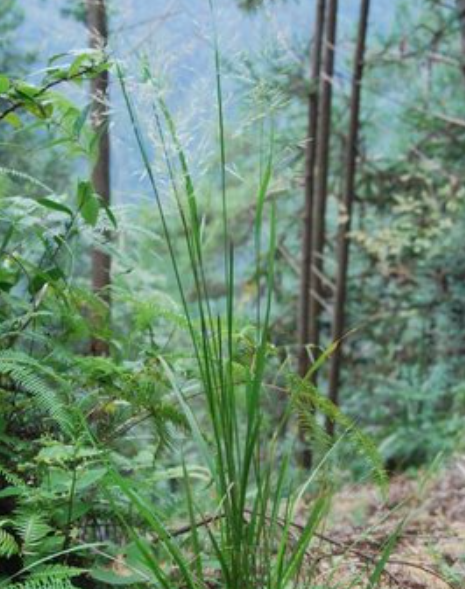 野青茅