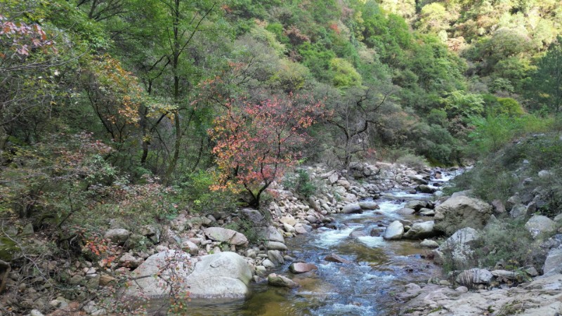 太碌林場(chǎng)、碧峪景區(qū)林區(qū)秋景、楊連保