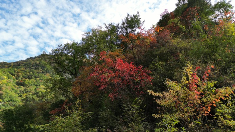 太碌林場(chǎng)、碧峪景區(qū)林區(qū)一角1、楊連保s