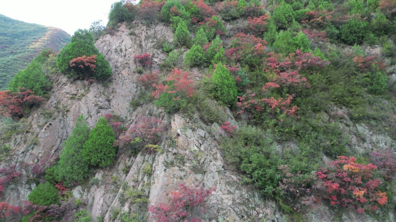 太碌林場(chǎng)、各河口秋景、楊連保