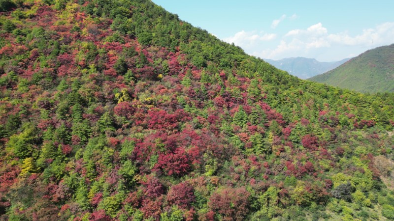 太碌林場(chǎng)、西溝檢查站黃櫨秋景、楊連保