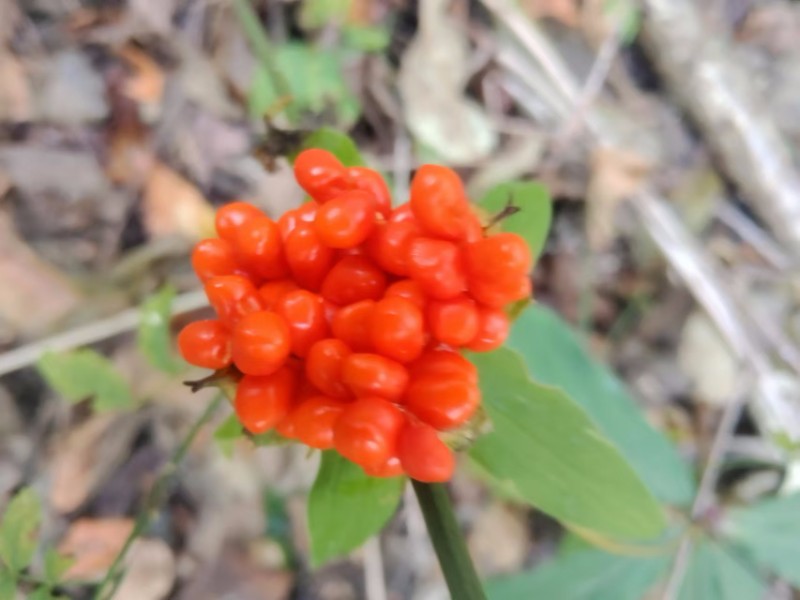 七叶一枝花