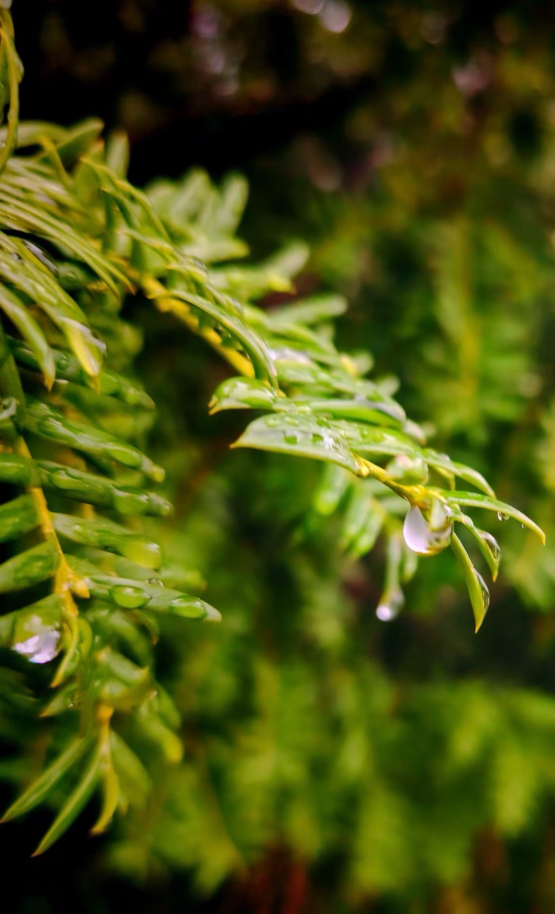 秋雨