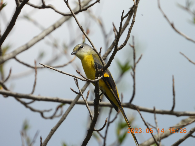 長尾山椒鳥 （雌）