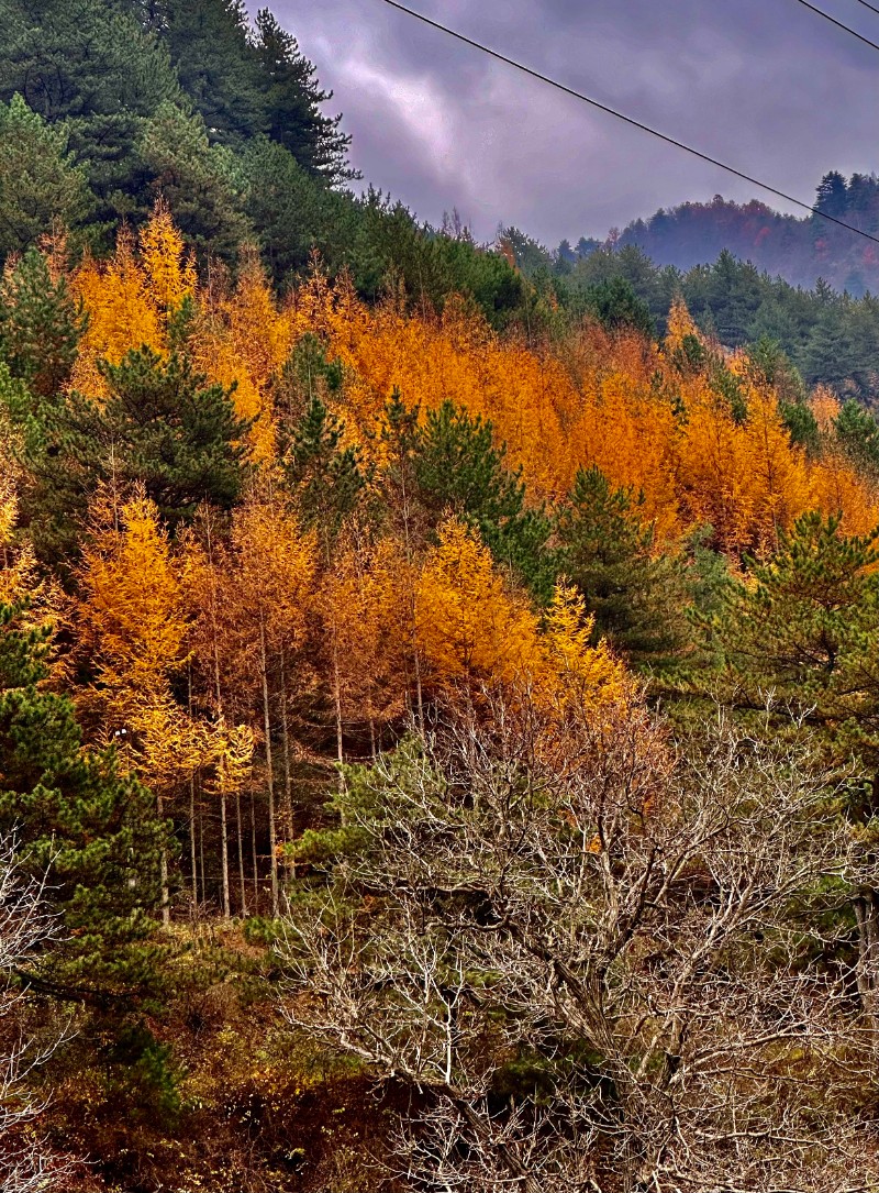 林區(qū)秋景2