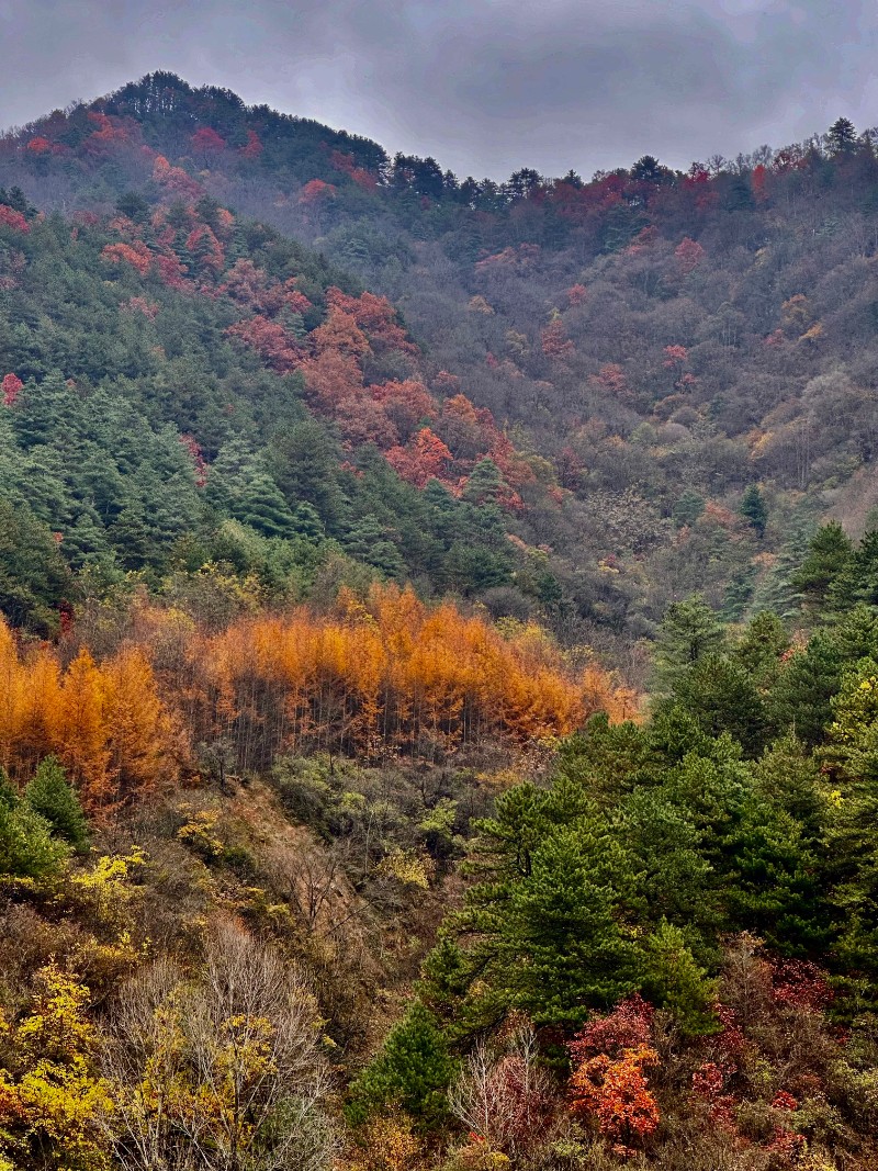 林區(qū)秋景11