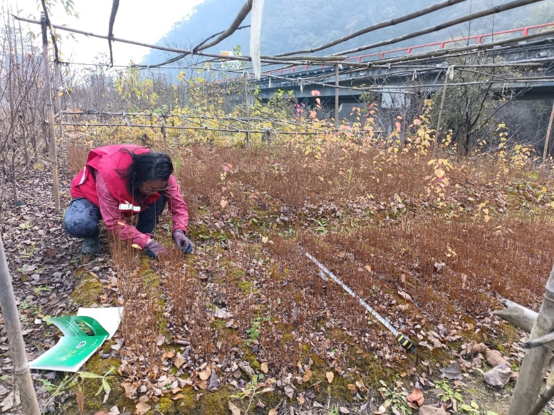 白杨岭苗圃管理