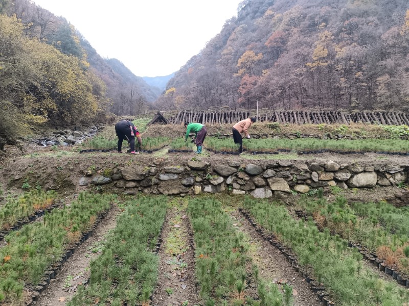 白杨岭苗圃地日常管护3