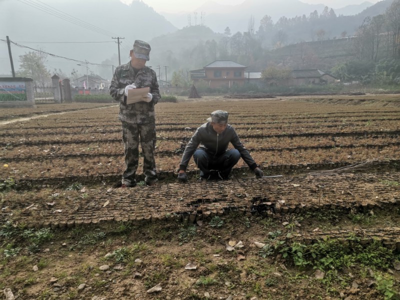 虎子坪苗圃地管理