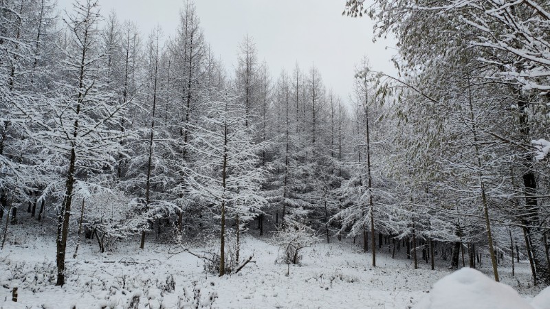 雪景 (1)