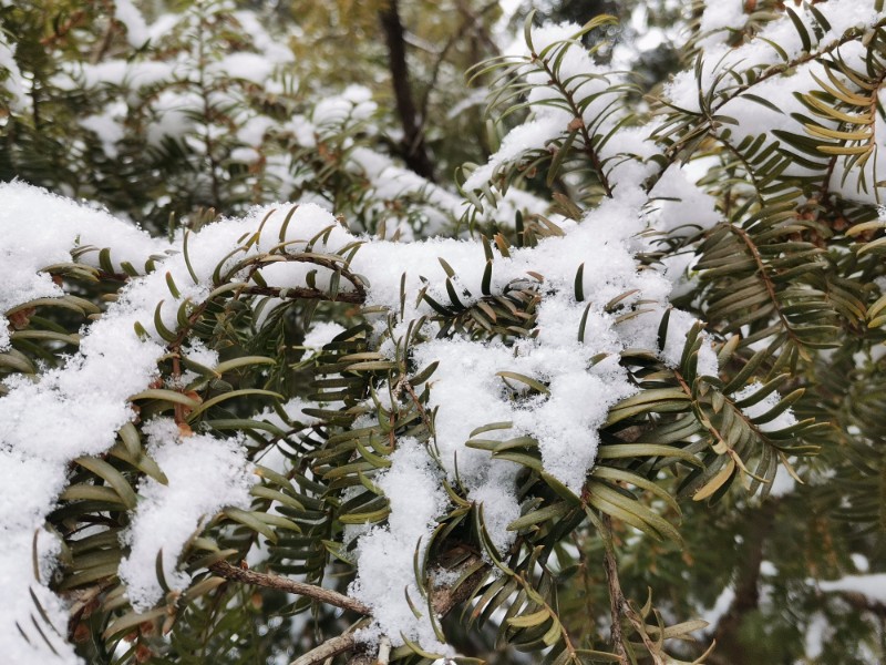 雪景 (7)