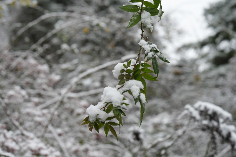 雪景 (6)